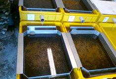 Pstruzi se vrací do potoků v Jizerských horách, Lesy ČR tak pomáhají přírodě