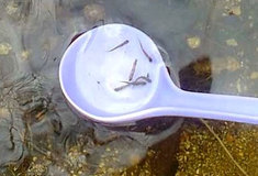 Podnik Lesy ČR vysadí pstruhy do Černého potoka v Jizerských horách