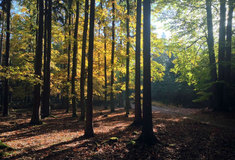 Církevní restituce: Lesy ČR zatím vydaly 102 tisíc hektarů a 306 staveb