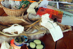 Podzimní procházka lesem