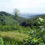 pohled-na-lesni-porosty-z-p