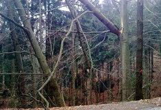 POZOR: Nedaleko Hrubé Skály se podél lesních cest kácí stromy