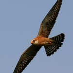 postolka-rudonoha-01