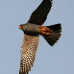 postolka-rudonoha-02