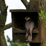 postolka-rudonoha-03