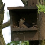 postolka-rudonoha-04