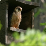 postolka-rudonoha-05