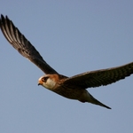 postolka-rudonoha-06