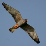 postolka-rudonoha-07