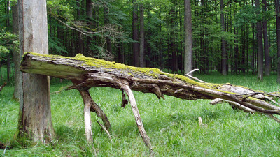 ZANIKLÉ TVRZE V KOZELSKÉM POLESÍ