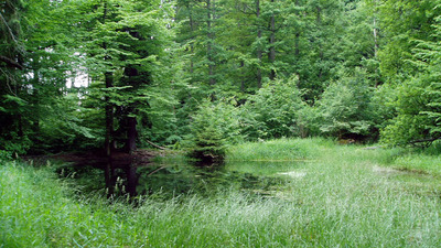 ZANIKLÉ TVRZE V KOZELSKÉM POLESÍ