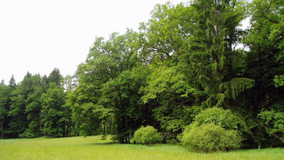 ZANIKLÉ TVRZE V KOZELSKÉM POLESÍ