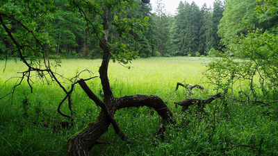 ZANIKLÉ TVRZE V KOZELSKÉM POLESÍ