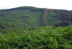 Přeměna smrkového hospodářství na části revíru Brno na hospodářství dubové