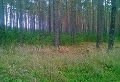 Přirozená obnova pod borovicovým porostem v oblasti Bzenecké Doubravy