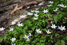 Pozvánka na procházku v přírodě