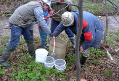 Lesy ČR: V Jizerských horách rozšiřujeme populaci pstruha obecného potočního