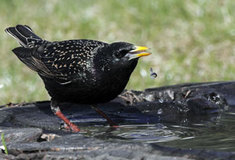 Jak na focení ptáků bez drahé techniky