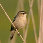 rakosnik-prouzkovany-01