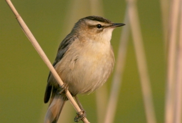 Rákosník proužkovaný