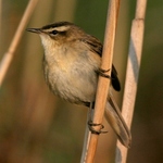 rakosnik-prouzkovany-02