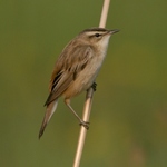 rakosnik-prouzkovany-03