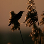 rakosnik-prouzkovany-04