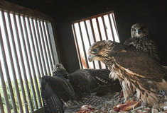 Lesníci vypustili do volné přírody tři rarohy velké