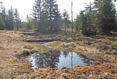 Lesy ČR obnovily rašeliniště v Krušných horách