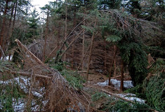 Regenerace lesních porostů