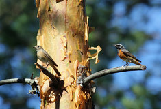 Malé, velké Finsko