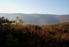 Využití přirozené obnovy lesa na LS Luhačovice