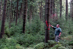 O lesy na pomezí Čech, Bavorska a Saska pečuje Lesní správa Františkovy Lázně