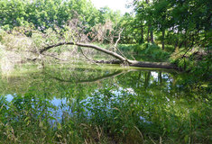 Lesy ČR zahájily rekonstrukci retenční nádrže v Břežanech na Znojemsku