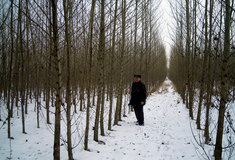 Pěstování rychlerostoucích dřevin u lesního závodu Židlochovice