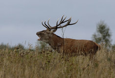 Fotografův rok v přírodě