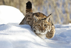 Ochránci přírody i lesníci monitorují v Jeseníkách velké šelmy