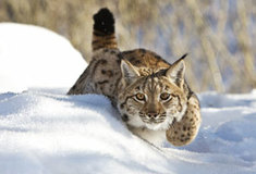 Nejúspěšnější účastník fotografické soutěže Rok v lese