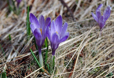 Na Vařákových pasekách rozkvetl šafrán bělokvětý