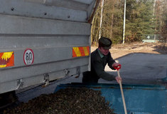 Zimní sezóna sběru šišek skončila, smrkových je letos 83 tun