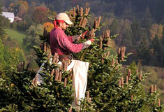 Sběr jedle na Lesní správě Rožnov pod Radhoštěm