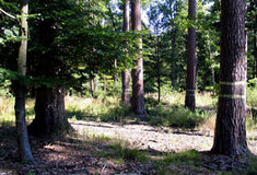 Semenné sady u LČR