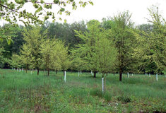 Semenné sady jilmů na LS Strážnice