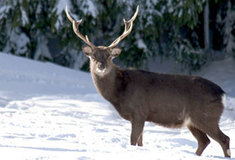 Jelen sika japonský