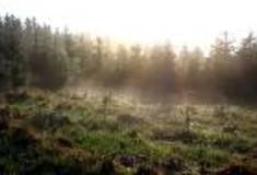 Singulární lesy v Jemnici