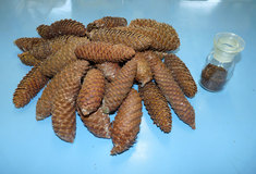 Semenářský závod Lesů ČR v Týništi nad Orlicí slaví 40 let od svého založení