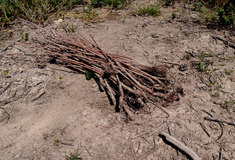Škody černou zvěří v honitbách LS Bučovice