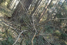 Páteční silný vítr zásadní škody ve státních lesích nezpůsobil