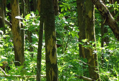 Ochrana proti škodám zvěří