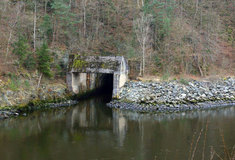 U středočeských přehrad sídlí netopýři